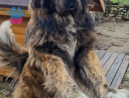 Tibet Mastifi Yakışıklı Koca Oğlumuz Odin'e Eş Arıyoruz