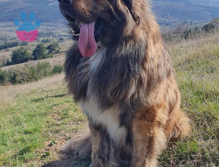 Tibet Mastifi Yakışıklı Koca Oğlumuz Odin'e Eş Arıyoruz