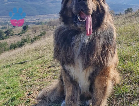 Tibet Mastifi Yakışıklı Koca Oğlumuz Odin'e Eş Arıyoruz