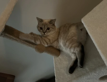 British Shorthair 1 yaşındaki kızımıza damat ariyoruz - 118966633