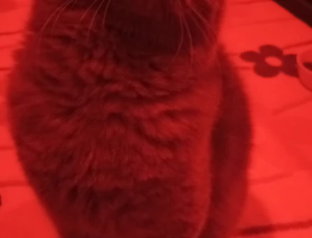 British Shorthair Oğluma Eş Arıyorum - 118966635