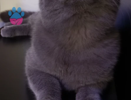 British Shorthair Oğluma Eş Arıyorum
