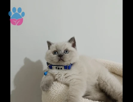 British shorthair Bluepoint Erkenden Arkadaş Arıyorum