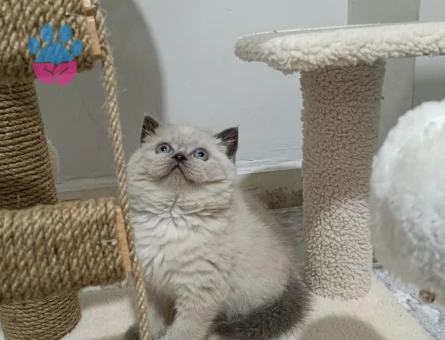 British shorthair Bluepoint Erkenden Arkadaş Arıyorum