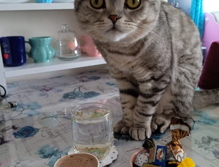 Scottish Fold 14 Aylık Eş Arıyor - 118966638