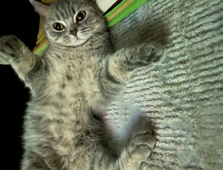 British Shorthair Güzel Kızıma Damat Adayı Arıyorum - 118966652