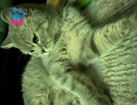 British Shorthair Güzel Kızıma Damat Adayı Arıyorum