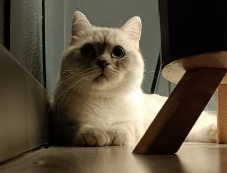 British Shorthair Oğluma Eş Arıyorum - 118966655