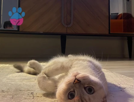 British Shorthair Oğluma Eş Arıyorum