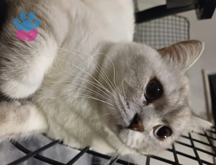 British Shorthair Oğluma Eş Arıyorum
