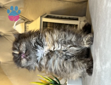 Safkan orijinal British longhair dişi yavrular