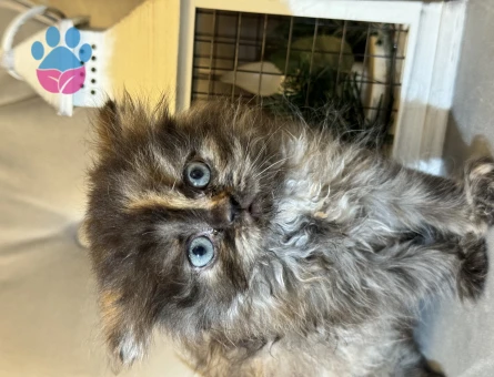 Safkan orijinal British longhair dişi yavrular
