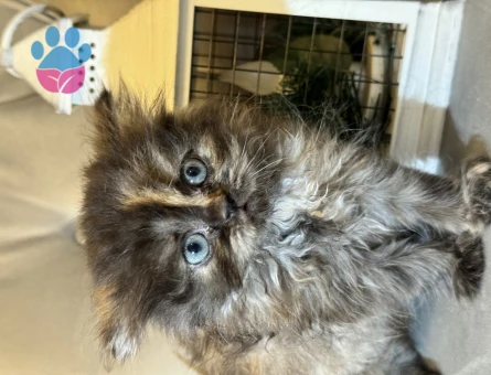 Safkan orijinal British longhair dişi yavrular