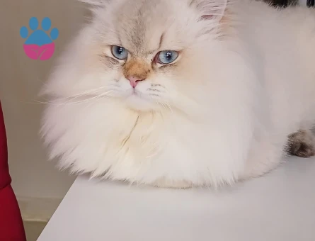 Safkan orijinal British longhair dişi yavrular