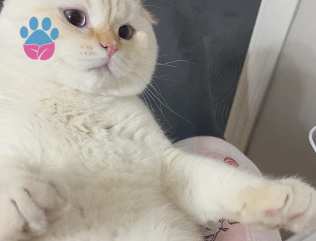 Scotissh Fold erkek kedim