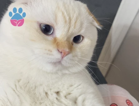 Scotissh Fold erkek kedim