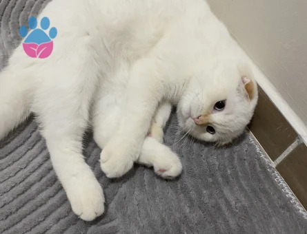 Scotissh Fold erkek kedim