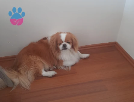 8 Yaşındaki Oğlumuza eş arıyoruz