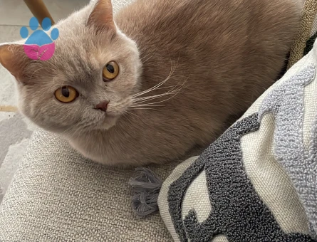 Dişi kedimiz için eş arıyoruz.