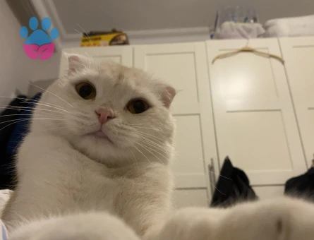 Scotish Fold Kızıma Koca