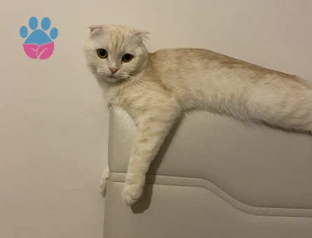 Scotish Fold Kızıma Koca