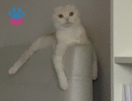 Scotish Fold Kızıma Koca