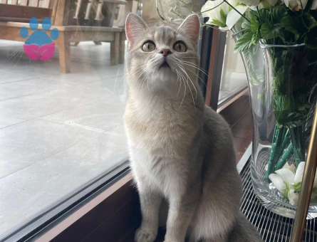 British Shorthair Oğlumuza Dişi Eş Arıyoruz