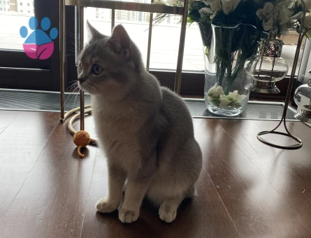 British Shorthair Oğlumuza Dişi Eş Arıyoruz