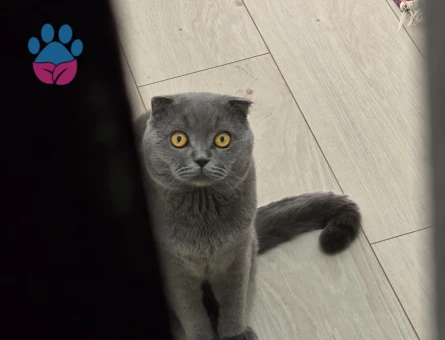 Scottish Fold Oğlumuza eş arıyoruz.