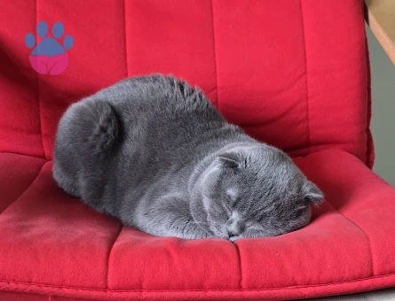 Scottish Fold Oğlumuza eş arıyoruz.