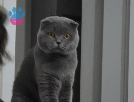 Scottish Fold Oğlumuza eş arıyoruz.
