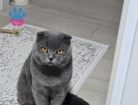 Scottish Fold Oğlumuza eş arıyoruz.