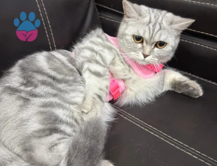 British Shorthair Umay Hanım'a eş arıyorum.