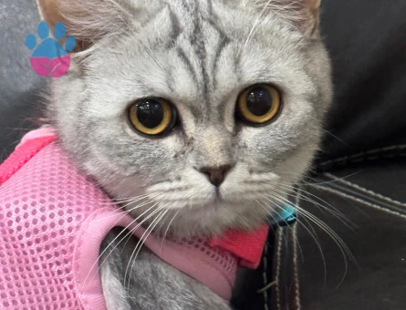 British Shorthair Umay Hanım'a eş arıyorum.