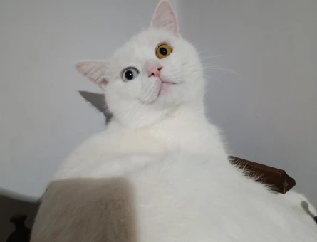VAN KEDİMİZE DİŞİ EŞ ARIYORUZ - 118983483
