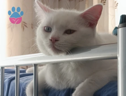 VAN KEDİMİZE DİŞİ EŞ ARIYORUZ