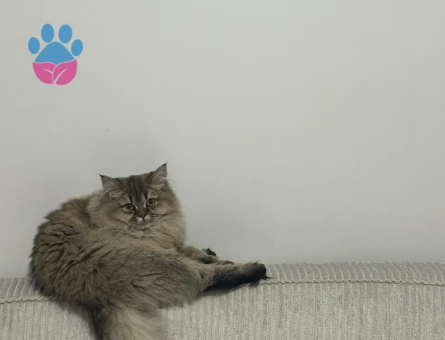 British longhair 1 yasinda