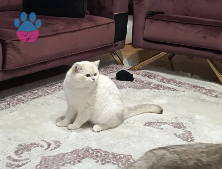 Oğluma bir gelin adayı arıyorum