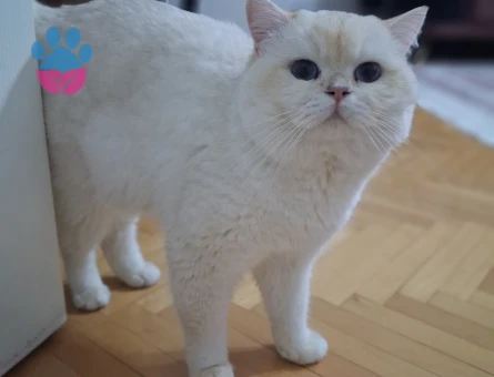 Oğluma bir gelin adayı arıyorum