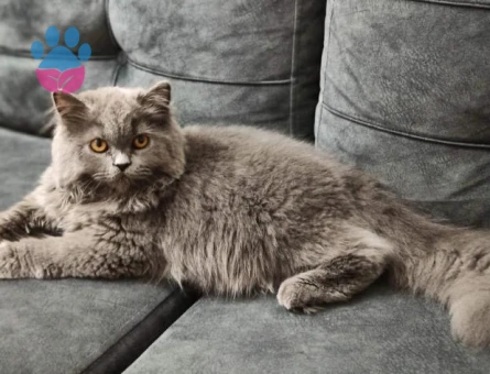 Kızımıza Eş için ERKEK kedi arıyoruz