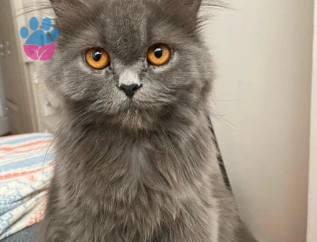 Kızımıza Eş için ERKEK kedi arıyoruz