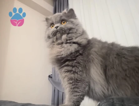 Kızımıza Eş için ERKEK kedi arıyoruz