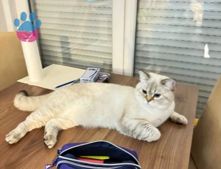 British Shorthair Ateş Eş Arıyor