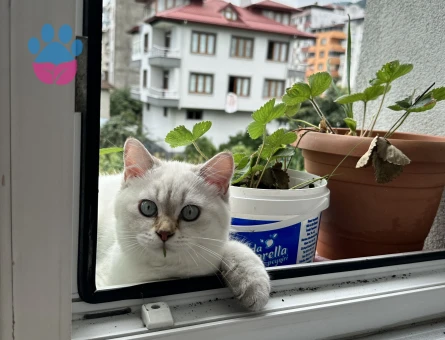 British Shorthair Ateş Eş Arıyor