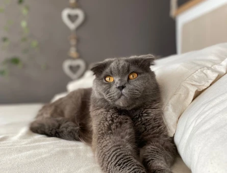 Scottish Fold Oğluma Dişi eş arıyoruz - 118968826