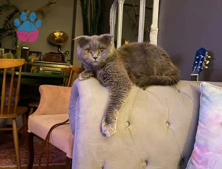 Scottish Fold Oğluma Dişi eş arıyoruz