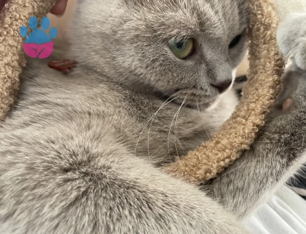 Scottish Fold Gofret Eş Arıyor