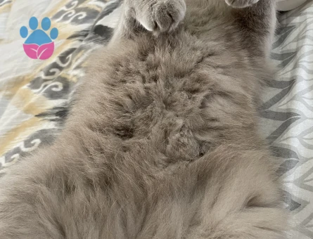 Scottish Fold Gofret Eş Arıyor