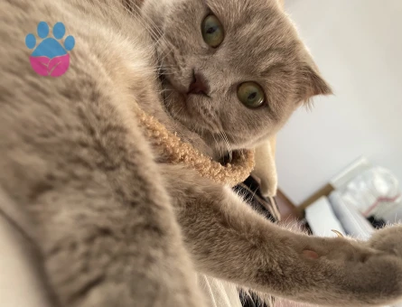 Scottish Fold Gofret Eş Arıyor