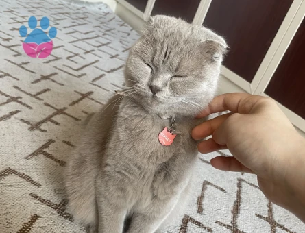 Scottish Fold Gofret Eş Arıyor